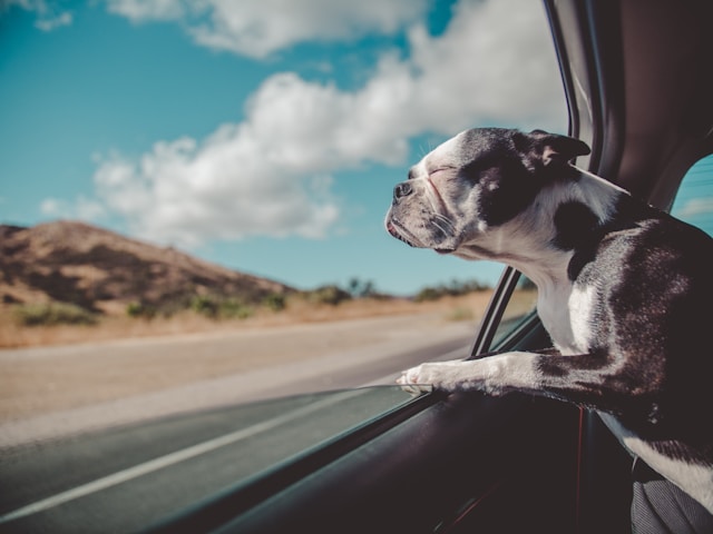 Acclimatize your pets to travel