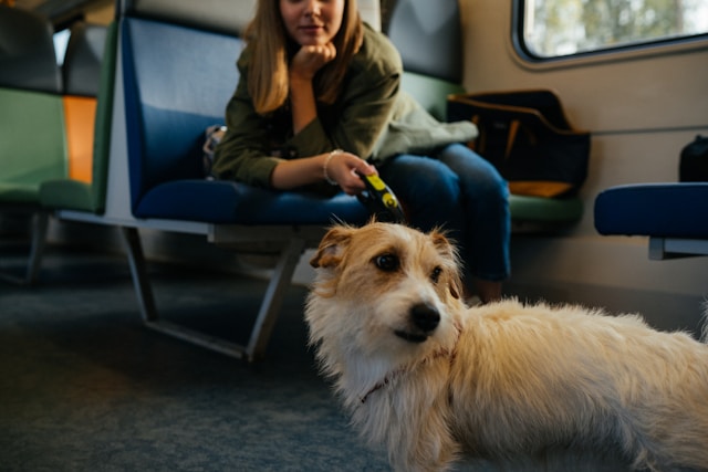 Don't forget to label your pets travel carrier