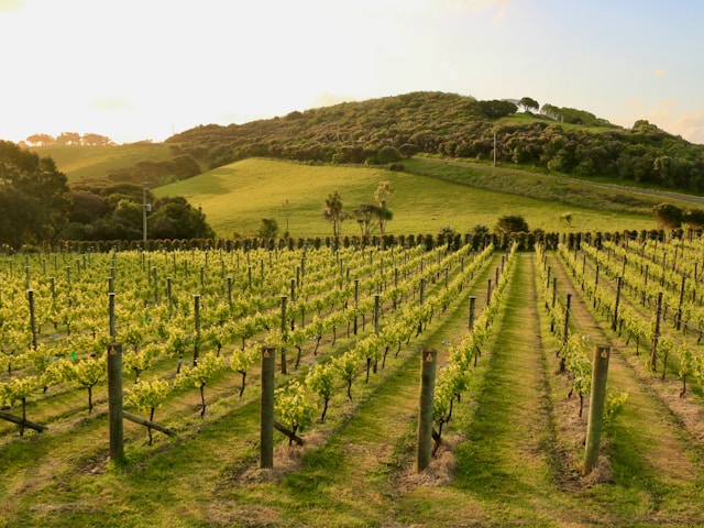 New Zealand - A vineyard and winery on Waiheke Island 