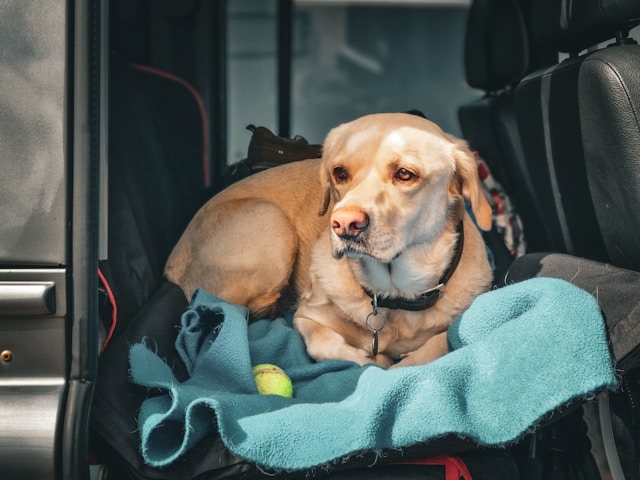 Use a pets seat belt to keep them safe