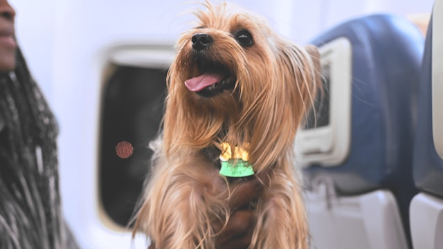 Make sure your pets are comfortable in their carrier