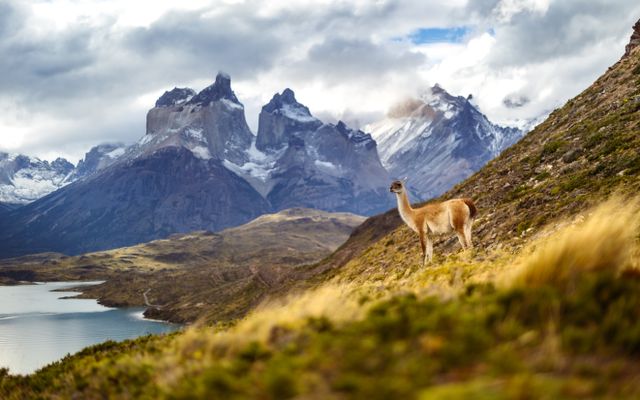 Guanaco at Torres del Paine, Patagonia Region