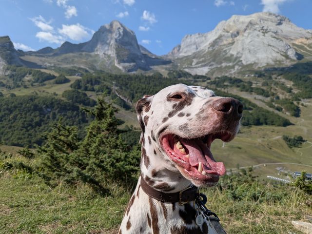 Choose destinations where pets are welcome