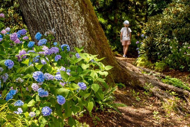 The sub-tropical beauty of the Trebah Garden