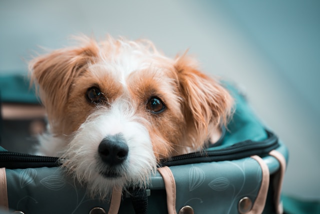 Service animals require special documentation and do not need to be confined to a carrier