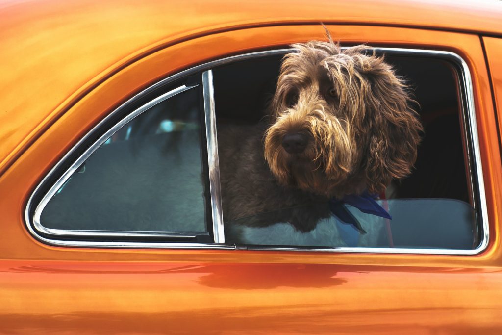 Traveling With Pets