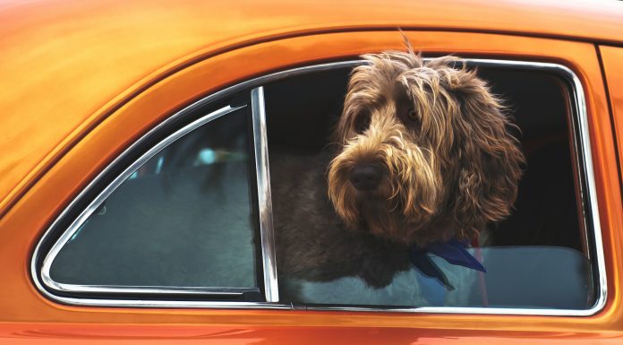 Traveling With Pets, (Image Source: Unsplash) Traveling With Pets
