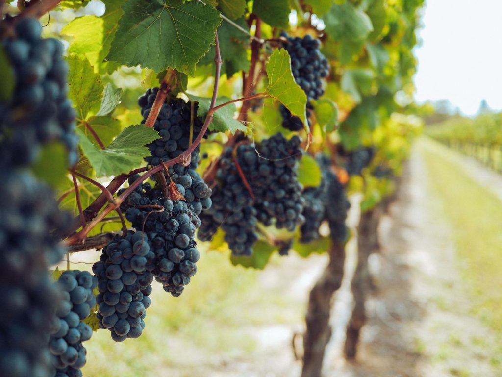 Wine Destinations