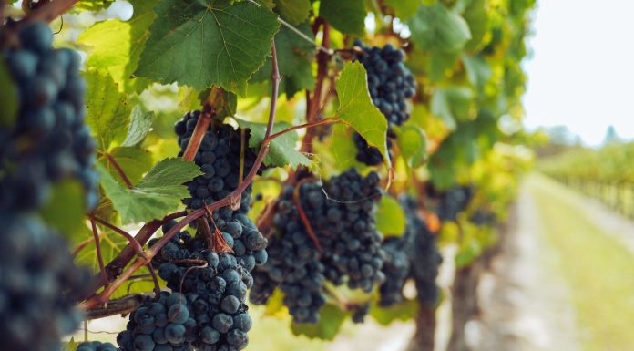 Wine Destinations, (Image Source: Pexels) Wine Destinations