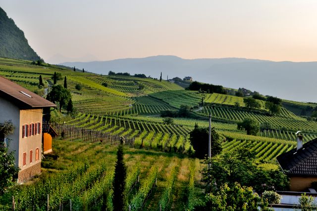 Vineyard, Switzerland