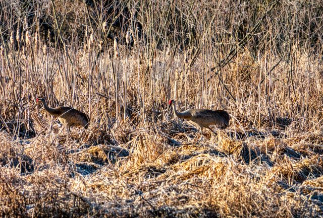 Sandhill cranes at Creamer’s Field Migratory Waterfowl Refuge