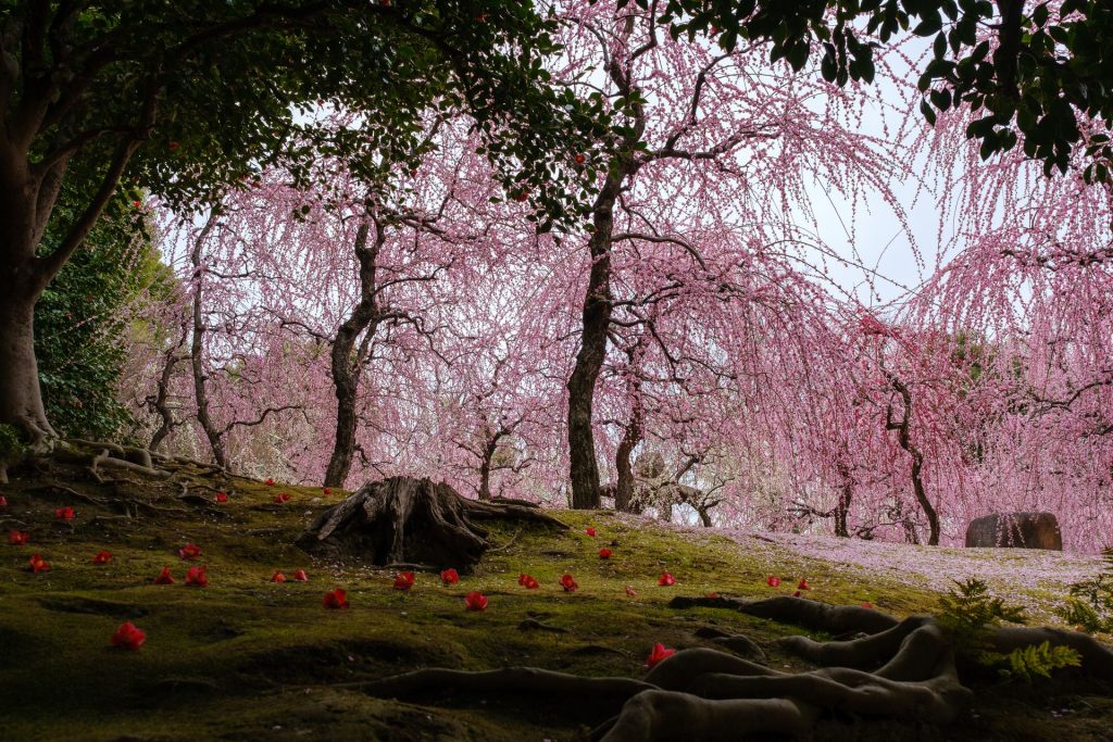 Stunning Gardens in Japan