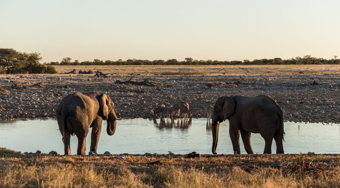 Okaukuejo Water Hole Botswana, (Image Source: Pexels) Okaukuejo Water Hole Botswana