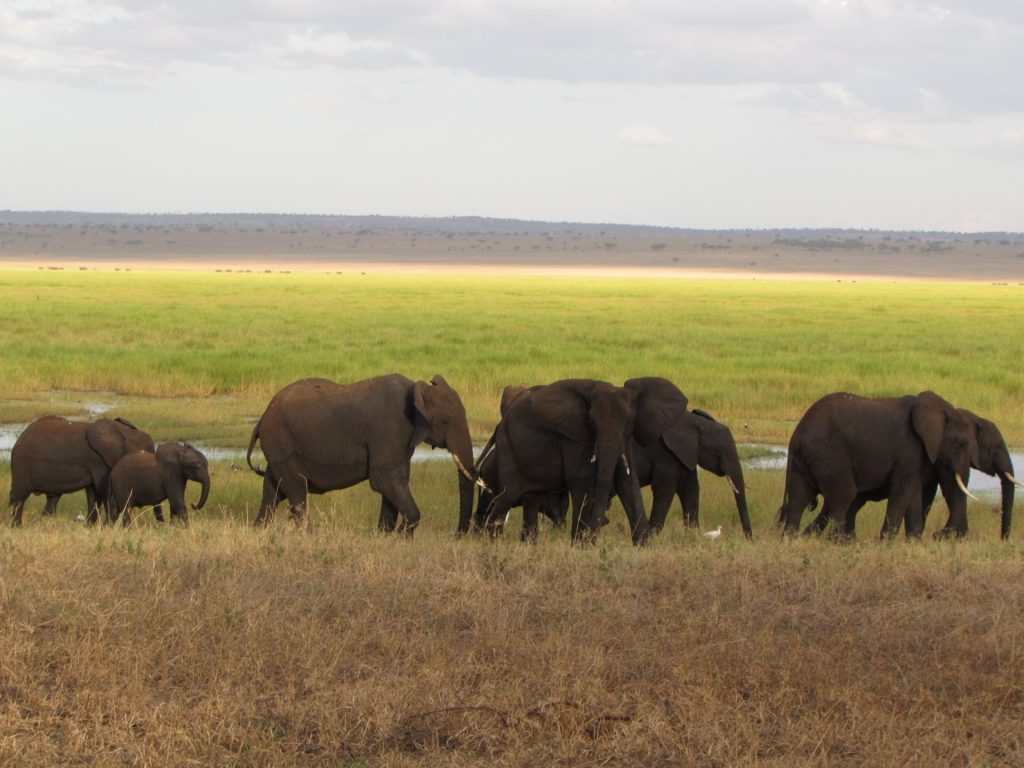 Herd of elephants walking in a jungle river