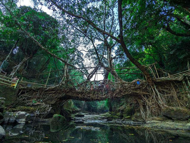 Living root bridges, Meghalaya