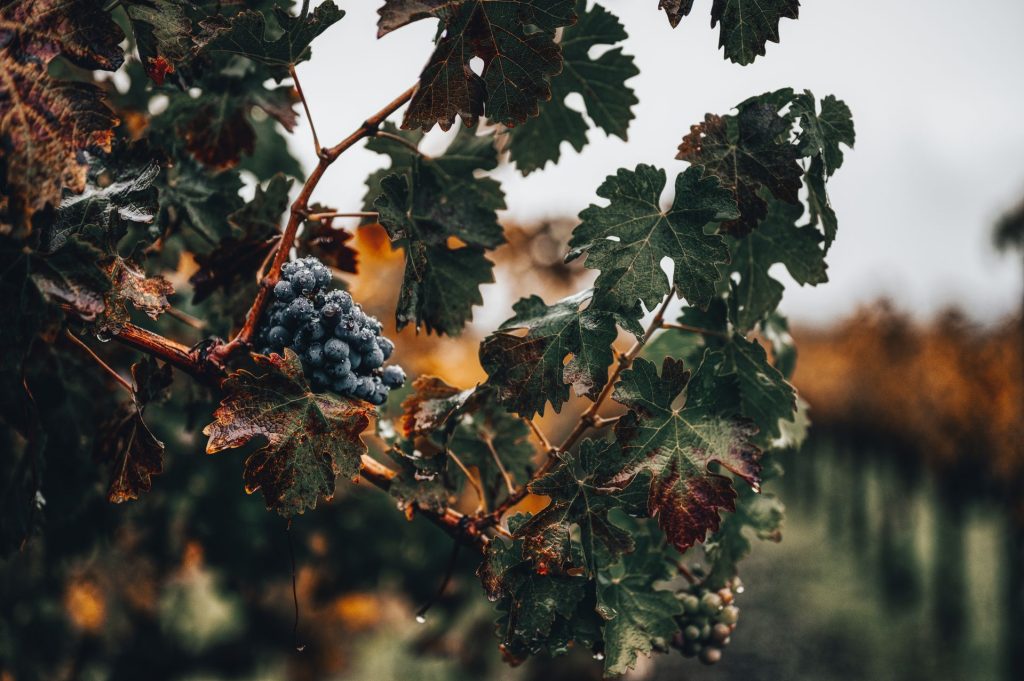 Vineyards in France