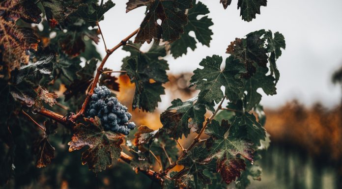 Vineyards in France, (Image Source: Pexels) Vineyards in France
