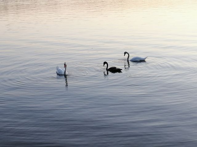 Ousteri Lake Pondicherry