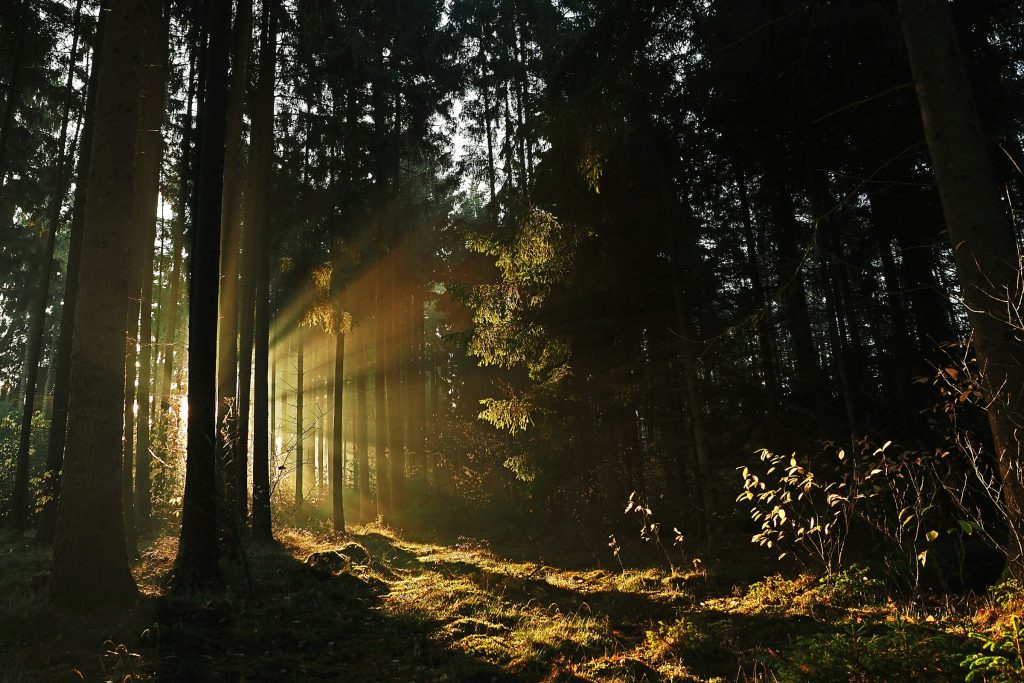 popular forests in the UK