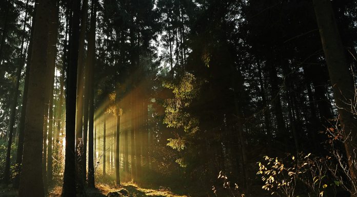 popular forests in the UK, (Image Source: Pexels) popular forests in the UK