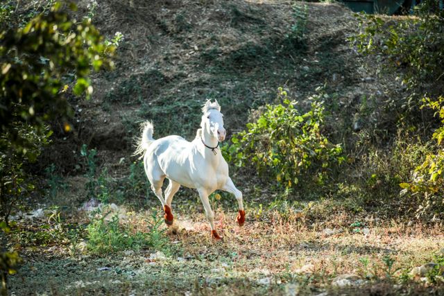 New Forest in Hampshire is known for the incredible wild ponies that inhabit it.