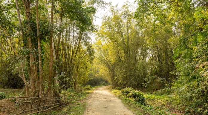 pexels-AMawlynnong village, (Image Source: Pexels)ragyanbezbo-15774613 Mawlynnong village