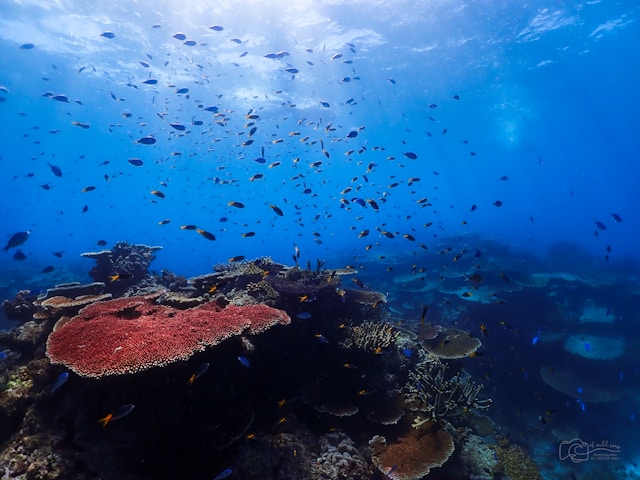 Great Barrier Reef Australia