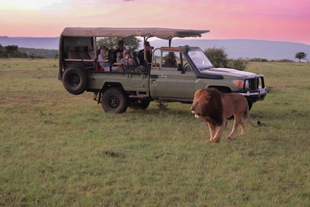 Tourists viewing lions on morning safaris in Africa
