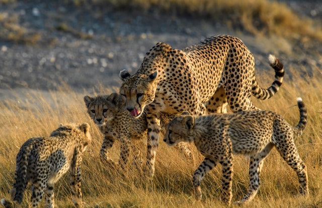Mother cheetah and cubs at Masai Mara, Kenya