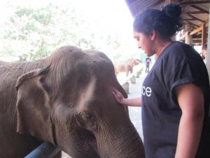 Elephant nature park in Chiang Mai, Volunteer tourism in Thailand