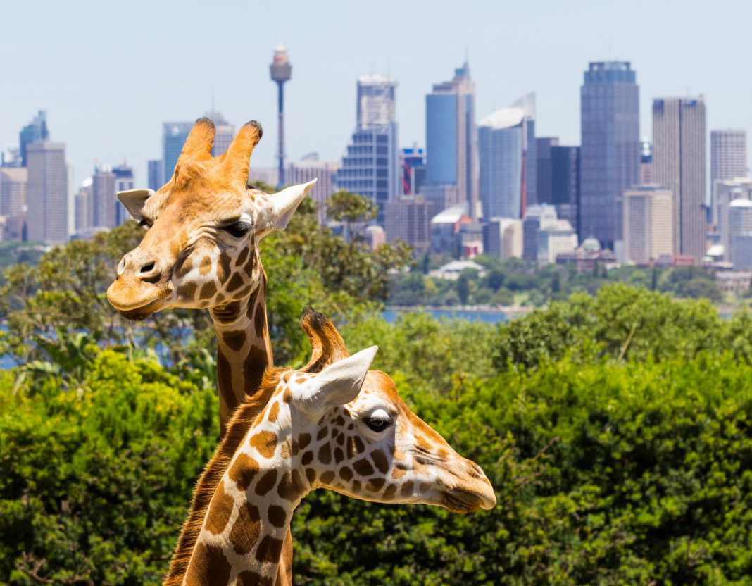 Giraffes with a fabulous view of Sydney