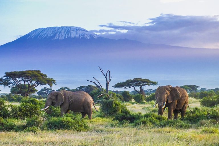 Spot Your Wild Side On A Kenyan Safari