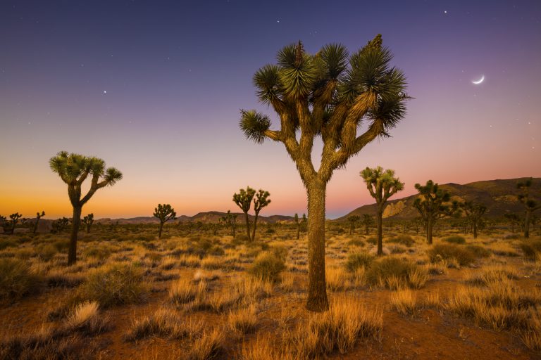 Outside Los Angeles – Fun Things to do in Joshua Tree