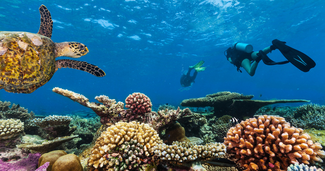 Underwater view of scuba divers surrounded by coral and a turtle - why you must scuba dive