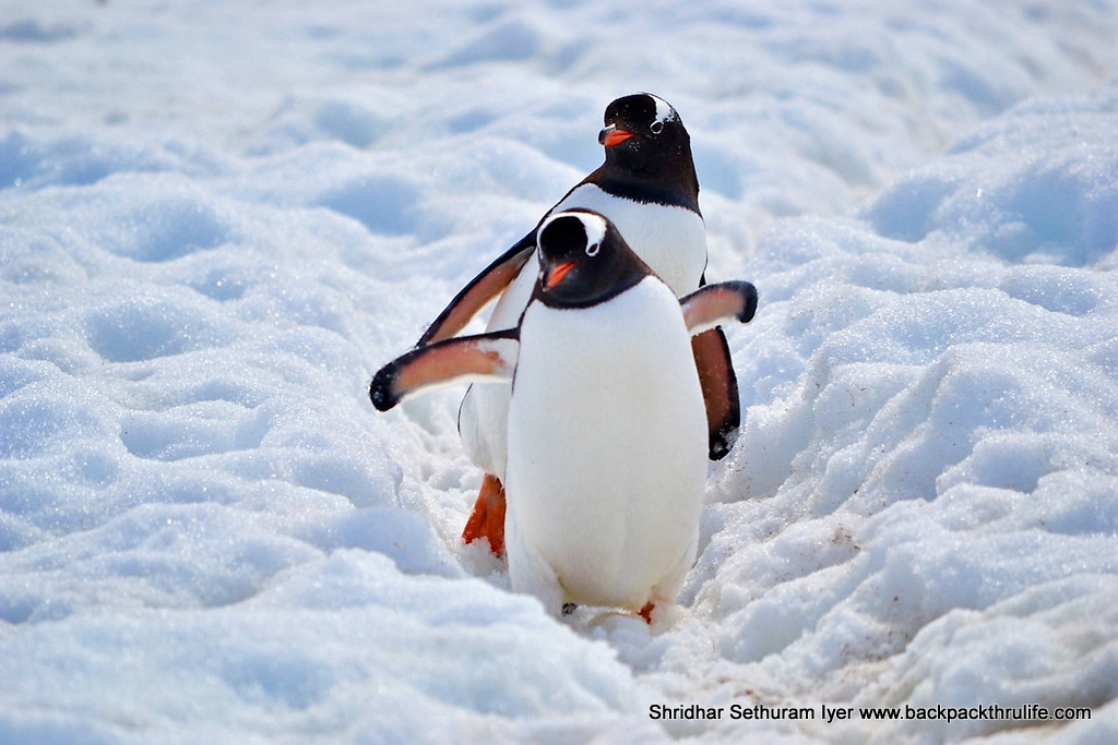 Antarctica Penguins on Ice