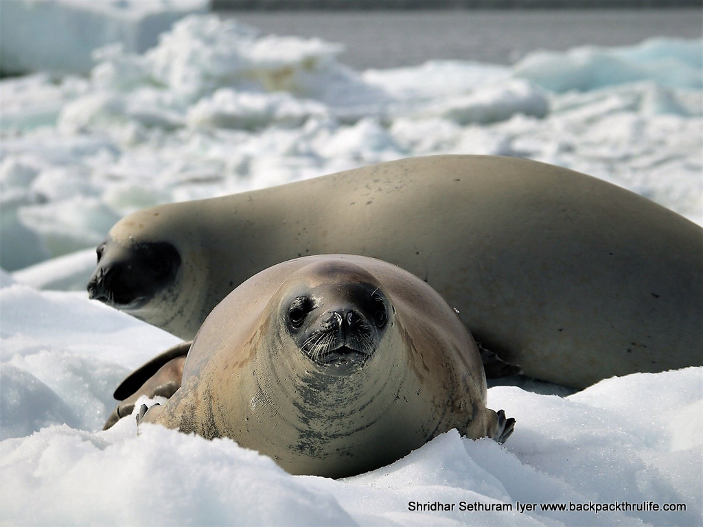 Antarctica Seals