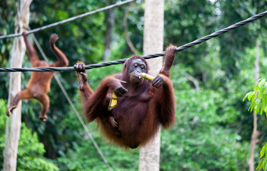 Sepilok Orangutan Rehabilitation Centre, Sandakan