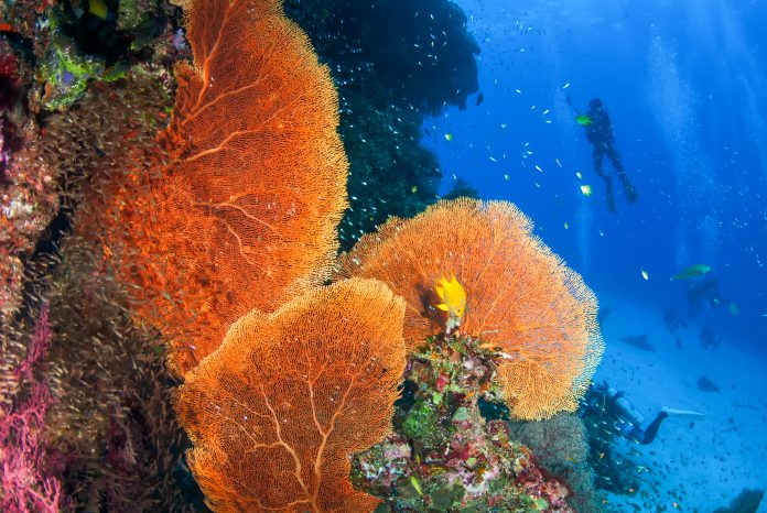 Beautiful Sea Fan in North Andaman, Thailand