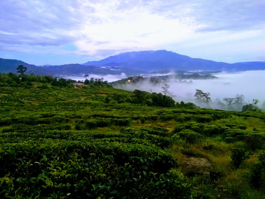 View of Mount Kinabalu from Sabah Tea garden and resorta