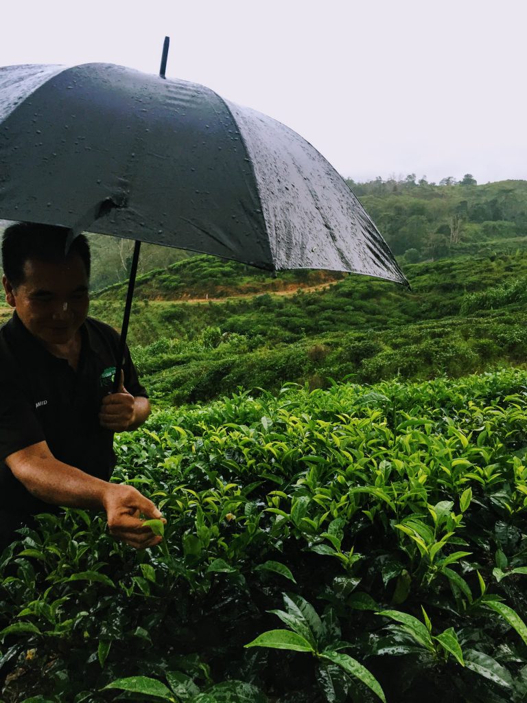 A tea picker demonstrating tea-picking on a rainy day