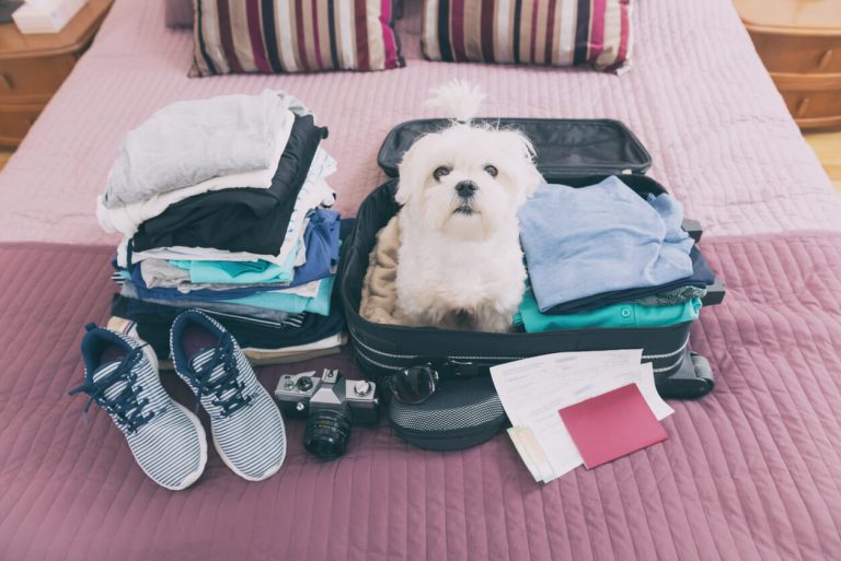 7 Reasons Why Pets Are The Best Travel Buddies