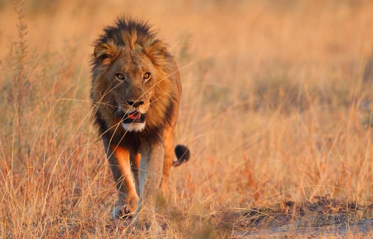Experience Wildlife With The Best Wildlife Safaris Of India!