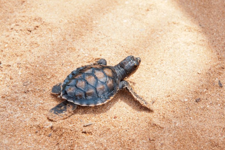 Back To Where They Belong