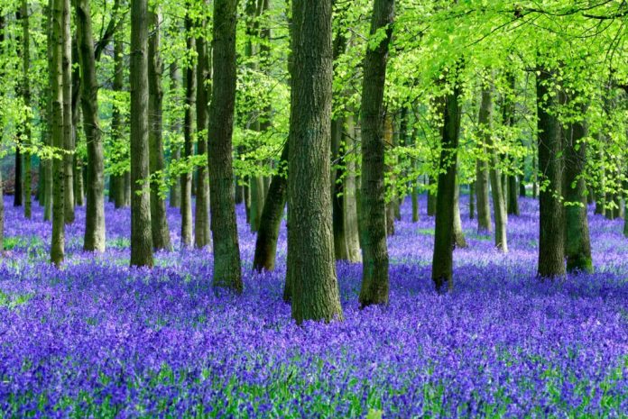 Bluebells-and-Beech-trees-natural-setting