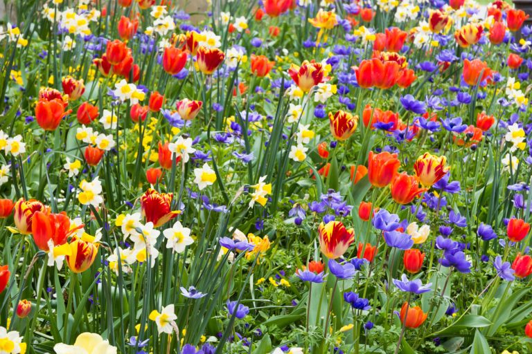 11 Beautiful Places to See Flowers This Spring