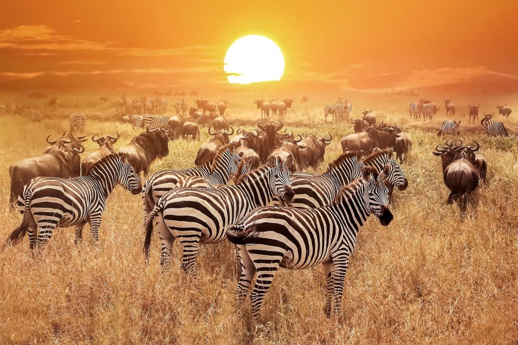 Zebras at Serengeti National Park