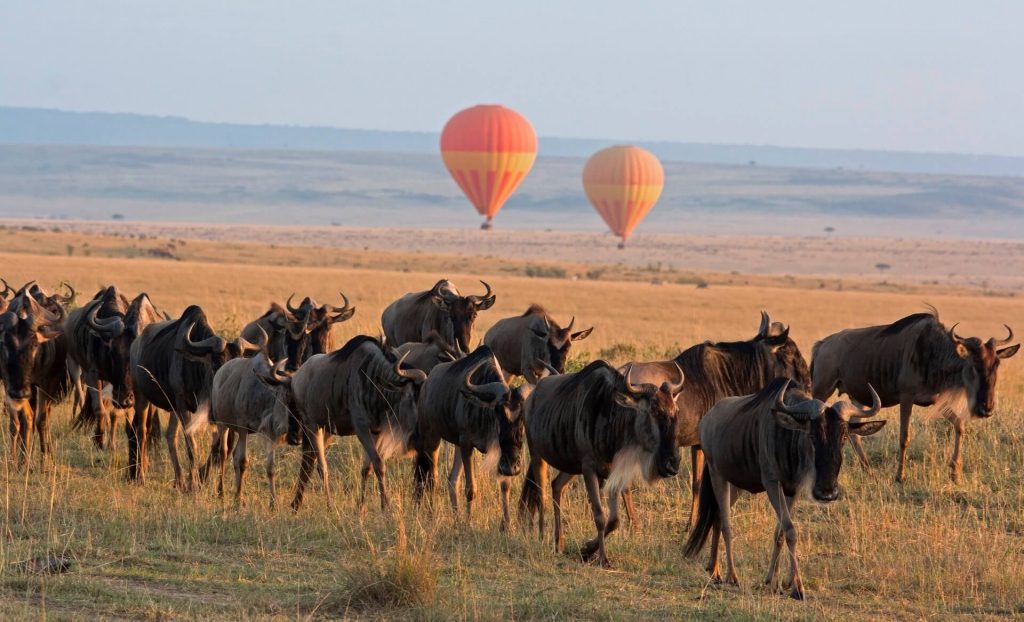 View the Great Wildebeest Migration through a hot air balloon safari