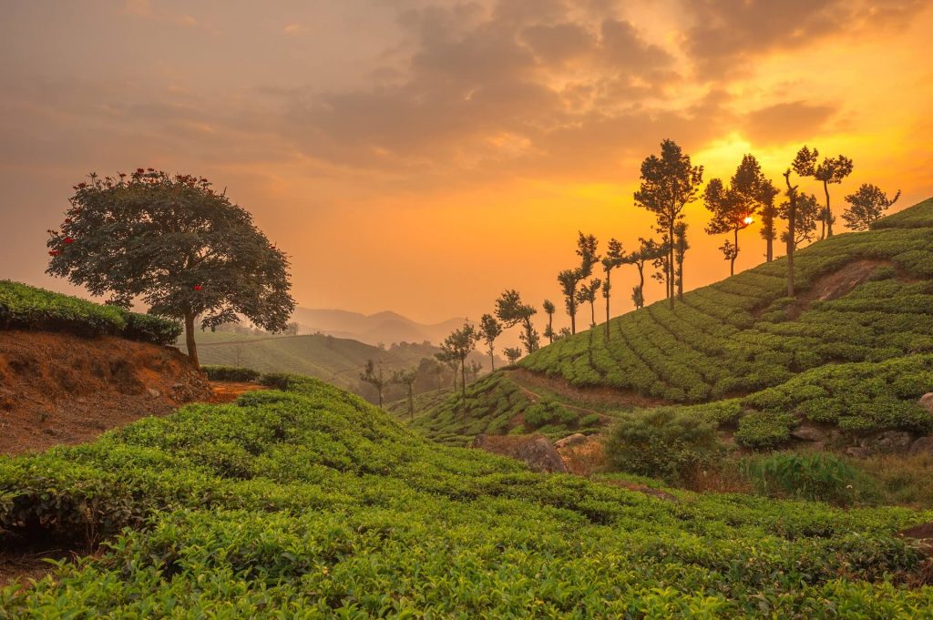 Tea plantations in Munnar - Indian hill stations