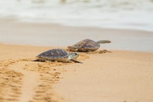 Turtles nesting on Diglipur Island, Andaman Islands