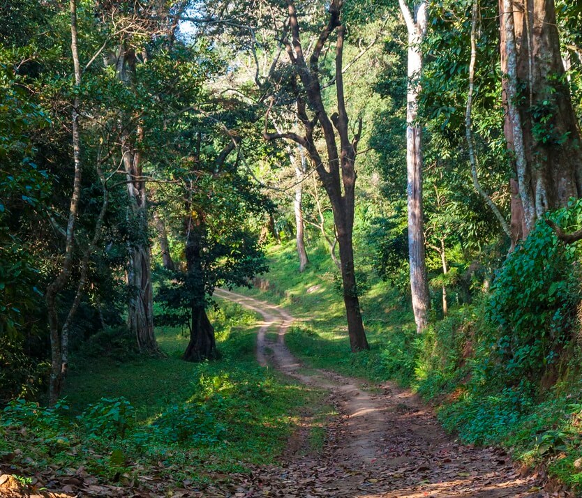 Periyar Wildlife Sanctuary, Thekkady, Kerala. 